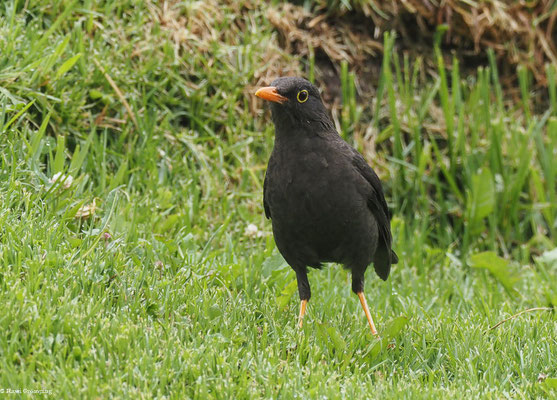 RIESENDROSSEL, GREAT THRUSH - TURDUS FUSCATER