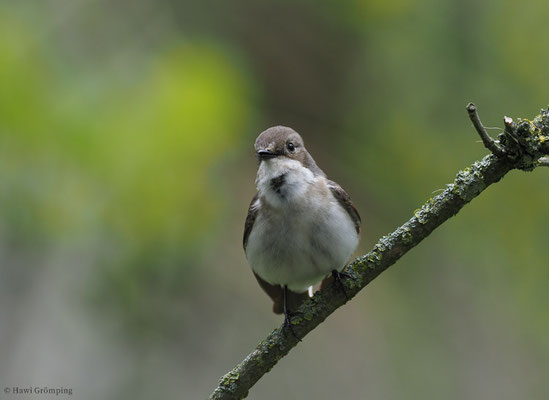 TRAUERSCHNÄPPER, PIED FLYCATCHER, FICEDULA HYPOLEUCA