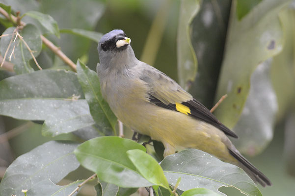 Abttangare, Yellow-winged tanager, Thraupis abbas