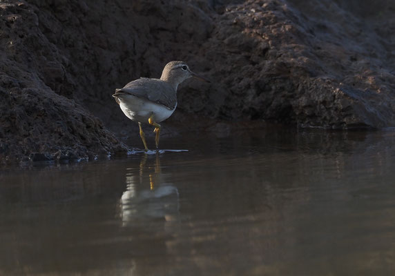 DROSSELUFERLÄUFER, SPOTTED SANDPIPER, ACTITIS MACULARIUS