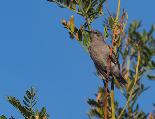 Rußnektarvogel, dusky sunbird - cinnyris fuscus