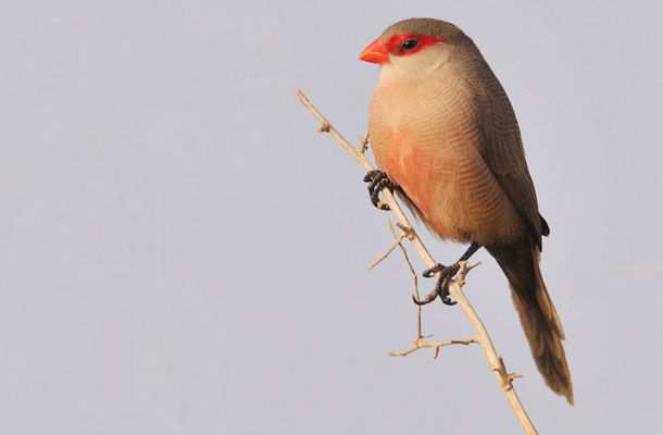 WELLENASTRILD, COMMON WAXBILL, ESTRILDA ASTRILD