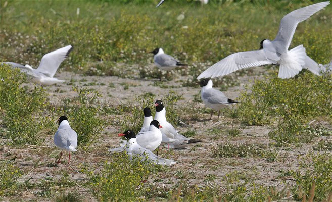 SCHWARZKOPFMÖWE, MEDITERRANEAN GULL, LARUS MELANOCEPHALUS