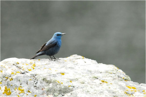 BLAUMERLE, BLUE ROCK TRUSH, MONTICOLA SOLITARIUS