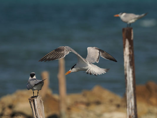 KÖNIGSSEESCHWALBE, ROYAL TERN, STERNA MAXIMA