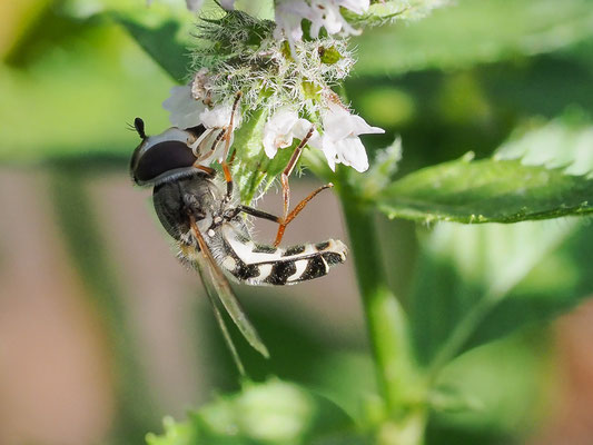 SPÄTE GROSSSTIRNSCHWEBFLIEGE, SCAEVA PYRASTRI