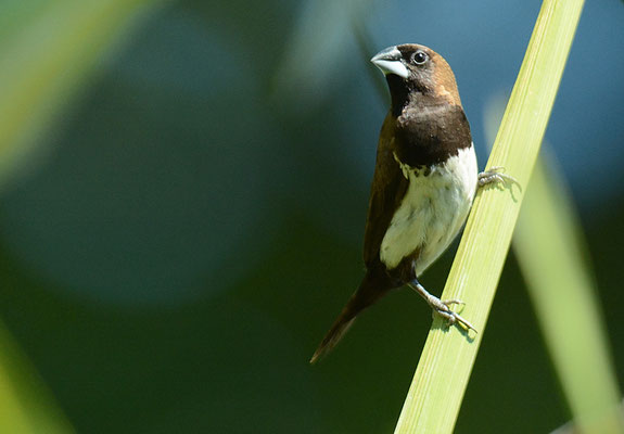 JAVA-BRONZEMÄNNCHEN, JAVAN MUNIA, LONCHURA LEUCOGASTROIDES