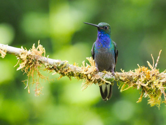 BLAUKEHL-ANDENKOLIBRI, GREEN-BACKED HILLSTAR - UROCHROA BOUGUERI