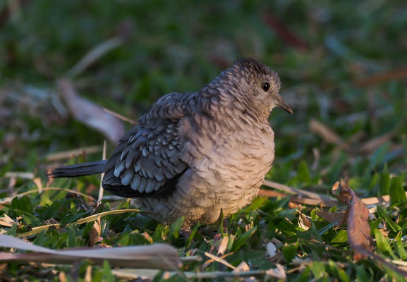 INKATÄUBCHEN, INCA DOVE, COLUMBINA INCA