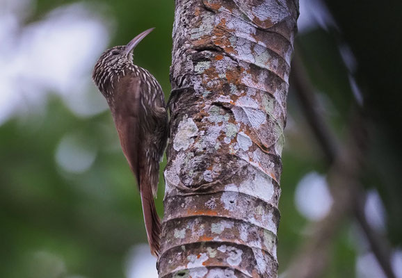LANZETTSTRICHEL-BAUMSTEIGER, STREAK-HEADED WOODCREEPR, LEPIDOCOLAPTES SOULEYETII