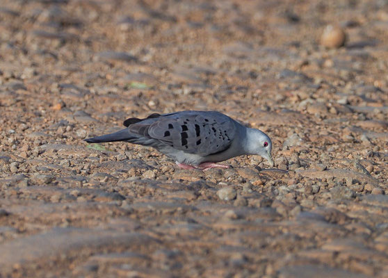 SCHMUCKTÄUBCHEN, BLUE GROUND-DOVE, CLARAVIS PRETIOSA