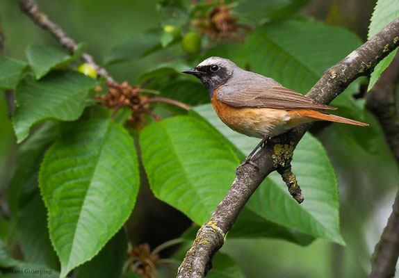 GARTENROTSCHWANZ, COMMON REDSTART, PHOENICURUS PHOENICURUS