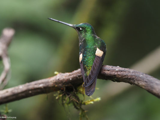 FAHLFLÜGEL-ANDENKOLIBRI, BUFF-WINGED STARFRONTLET - COELIGENA LUTETIAE