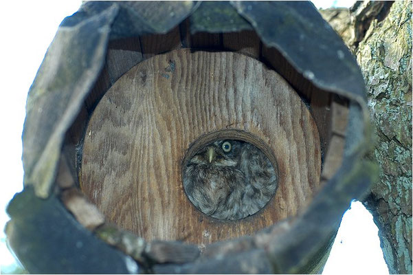 STEINKAUZ, LITTLE OWL , ATHENE NOCTUA