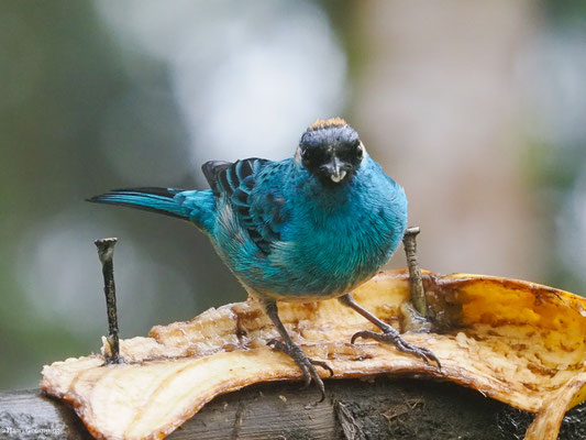 GOLDNACKENTANGARE, GOLDEN-NAPED TANAGER - TANGARA RUFICERVIX