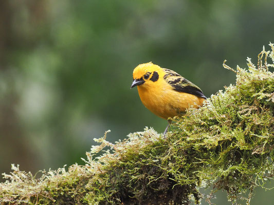 GOLDTANGARE, GOLDEN TANAGER - TANGARA ARTHUS