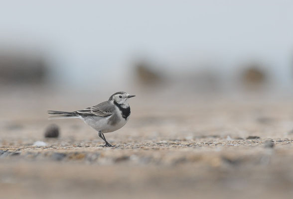 BACHSTELZE, WHITE WAGTAIL, MOTACILLA ALBA