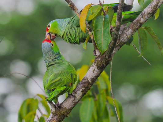 GELBWANGENAMAZONE, RED-LORED PARROT, AMAZONA AUTUMNALIS