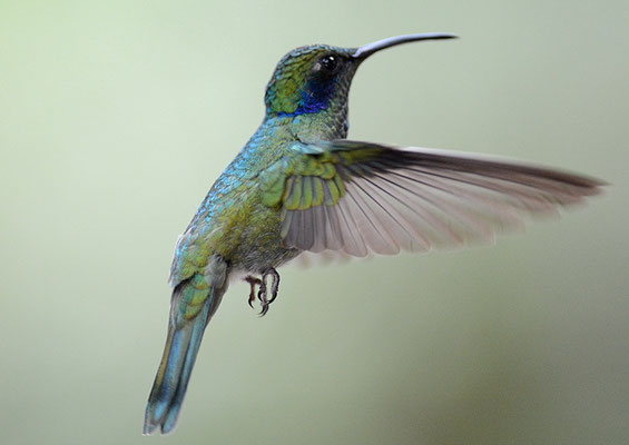 KLEINER VEILCHENOHRKOLIBRI, GREEN VIOLET-EAR, COLIBRI THALASSINUS