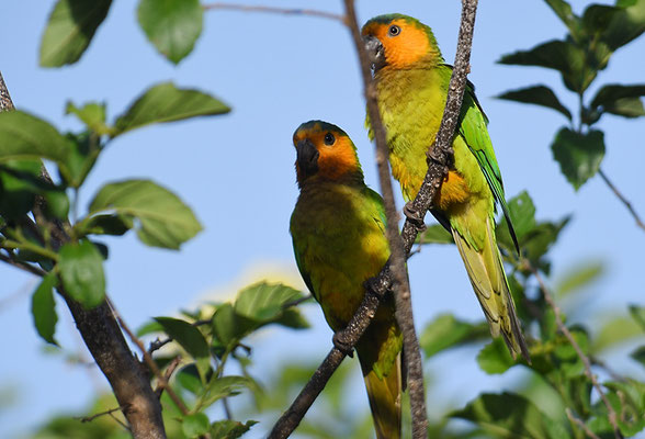 ST. THOMAS- SITTICH, BROWN-THROATED PARAKEET, ARATINGHA PERTINAX