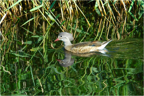 MANDARINENTE, MANDARIN DUCK, AIX GALERICULATA
