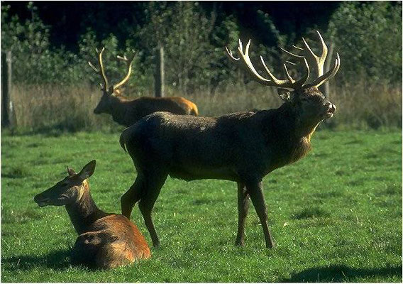 Röhrender Hirsch mitten in der Brunft Ende September