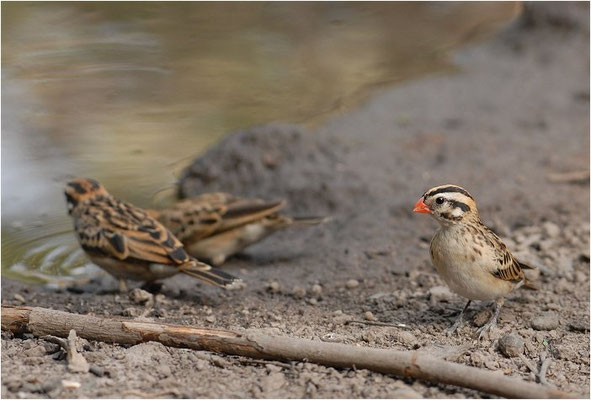 DOMINIKANERWITWE, PIN-TAILED WHYDAH, VIDUA MACROURA