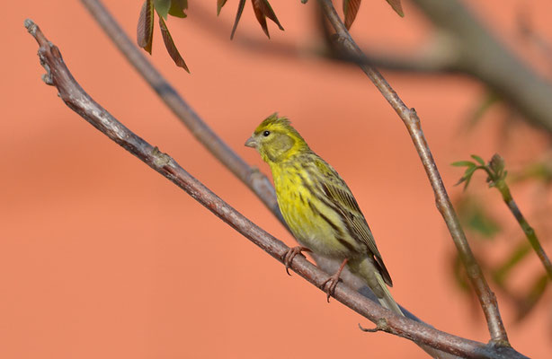 GIRLITZ, SERIN, SERINUS SERINUS