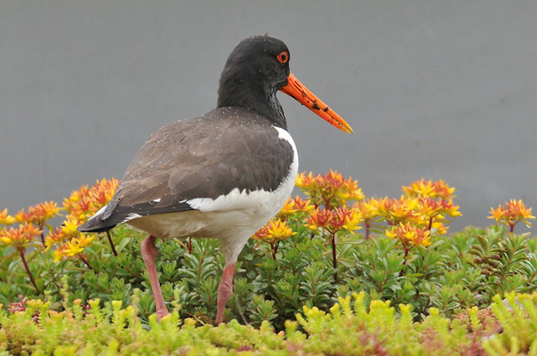 Austernfischer, Oyster-catcher, Haematopus ostralegus
