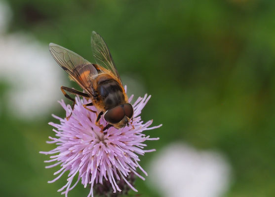 GEMEINE KEILFLECKSCHWEBFLIEGE, ERISTALIS PERTINAX
