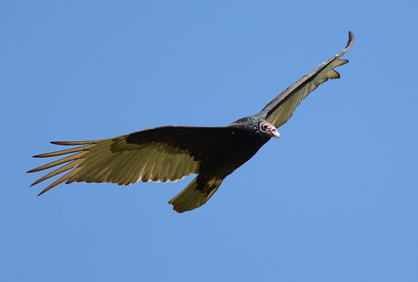 TRUTHAHNGEIER, TURKEY VULTURE, CATHARTES AURA