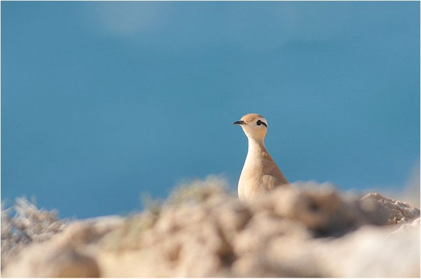 RENNVOGEL, CREAM-COLOURED COURSER, CURSORIUS CURSOR