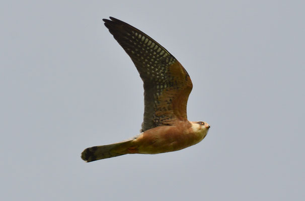 ROTFUSSFALKE, RED-FOOTED FALCON, FALCO VESPERTINUS