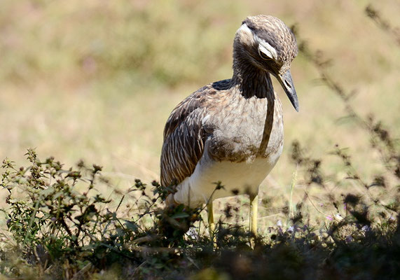 DOMINIKANERTRIEL, DOUBLE-STRIPED THICK-KNEE, BURHINUS BISTRIATUS