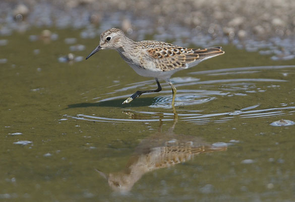 WIESENSTRANDLÄUFER, LEAST SANDPIPER, CALIDRIS MINUTILLA