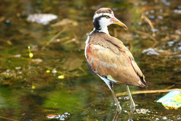 ROTSTIRNBLATTHÜHNCHEN, WATTLED JACANA, JACANA JACANA