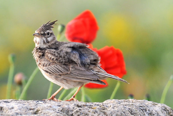 HAUBENLERCHE, CRESTED LARK, GALERIDA CRISTATA