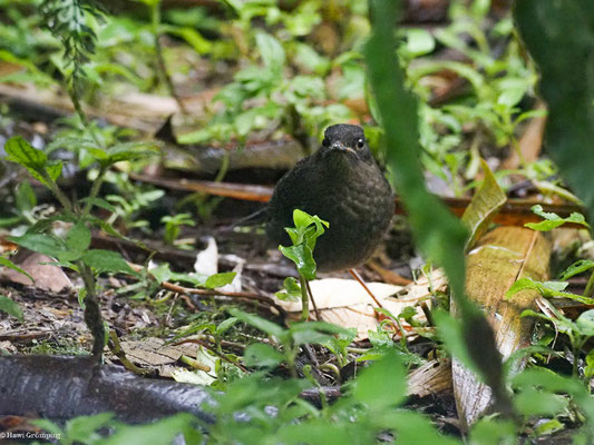 SAMTDROSSEL, GLOSSY-BLACK THRUSH - TURDUS SERRANUS