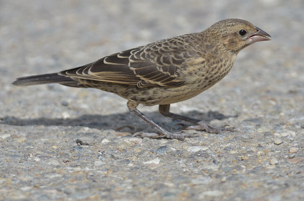 BRAUNKOPF-KUHSTÄRLING, BROWN-HEADED COWBIRD, MOLOTHRUS ATER