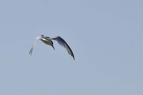 ZWERGSEESCHWALBE, LITTLE TERN, STERNULA ALBIFRONS