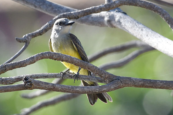 TRAUERTYRANN, TROPICAL KINGBIRD, TYRANNUS MELANCHOLICUS