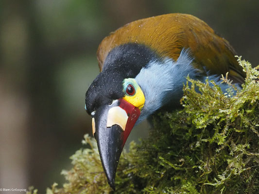 LEISTENSCHNABELTUKAN, PLATE-BILLED MOUNTAIN-TOUCAN - ANDIGENA LAMINIROSTRIS