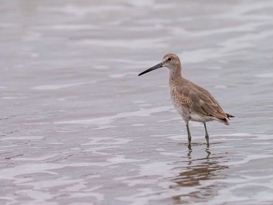 Schlammtreter, Willet - Tringa semipalmata