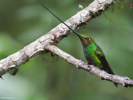 SCHWERTSCHNABELKOLIBRI, SWORD-BIILED HUMMINGBIRD - ENSIFERA ENSIFERA