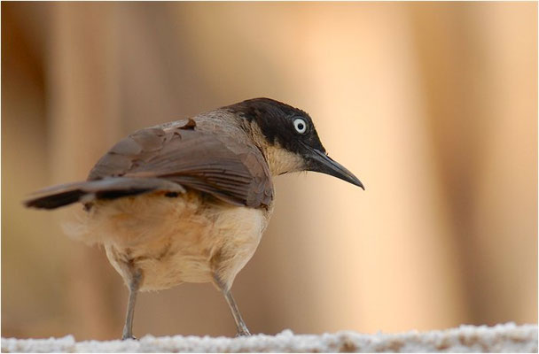 WEISSAUGENDROSSLING, BLACKCAP BABBLER, TURDOIDES REINWARDTII