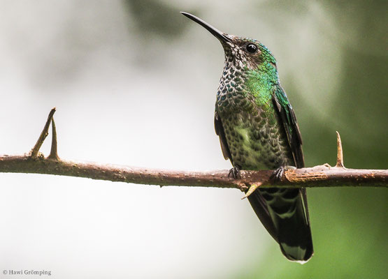 WEISSNACKENKOLIBRI, WHITE-NECKED JACOBIN, FLORISUGA MELLIVORA