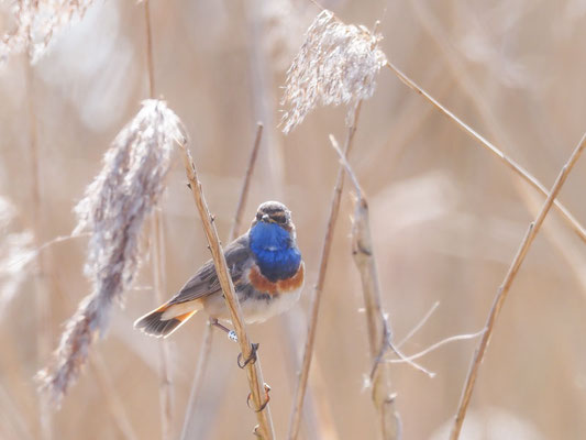 Blaukehlchen, bluethroat, luscinia svecica 