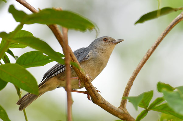 ZWEIFARBENSPITZSCHNABEL, BICOLORED CONEBILL, CONIROSTRUM BICOLOR