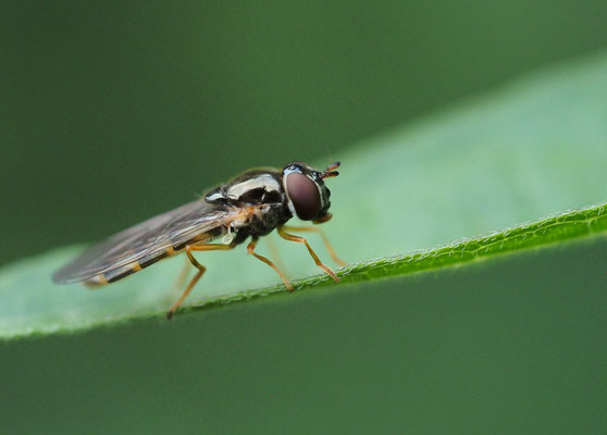 Glänzende Schwarzkopf-Schwebfliege, Melanostoma mellinum 