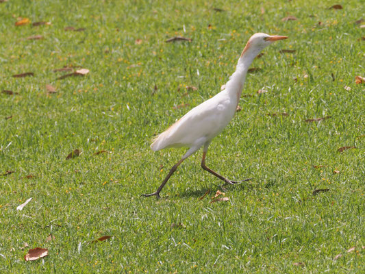 Kuhreiher, western cattle egret, bubulcus ibis